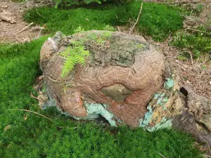 Annelies 05 Natuurkunst